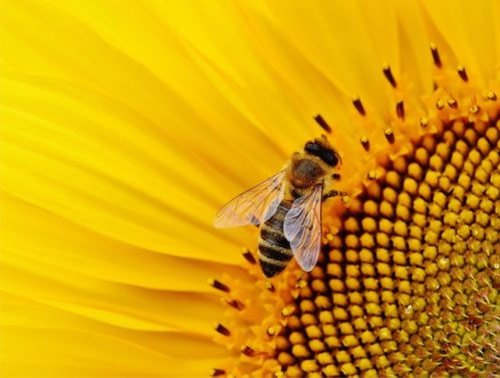 Bij op zonnebloem